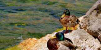 EPDK Memur Alım İlanları ve Memur Alım Şartları EPDK Memur Alım İlanları ve Memur Alım Şartları