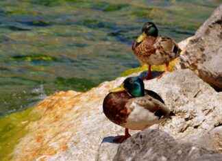 EPDK Memur Alım İlanları ve Memur Alım Şartları EPDK Memur Alım İlanları ve Memur Alım Şartları