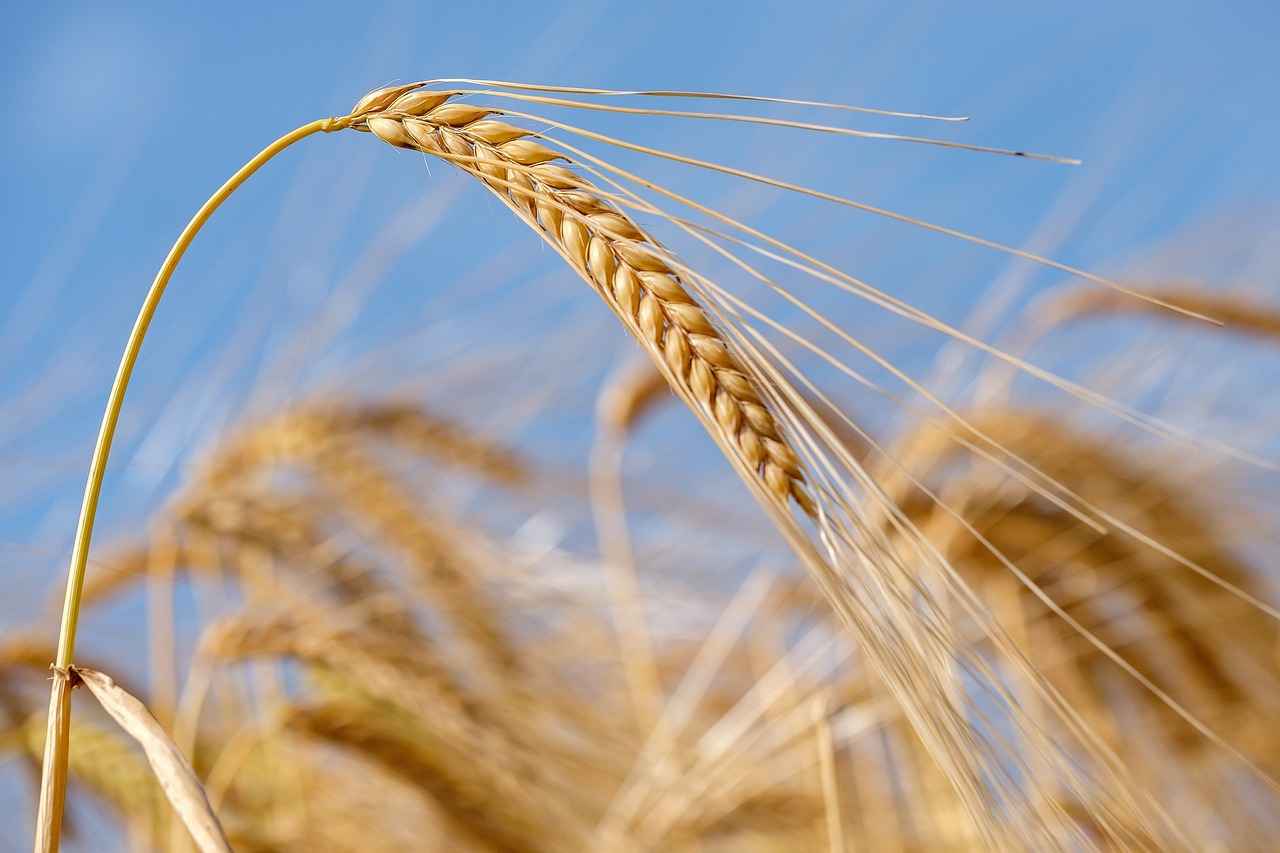 Eskişehir Altın Fiyatları Bugün Ne Kadar? 13 Altın Fiyatları ve Dolar Kuru İlişkisi