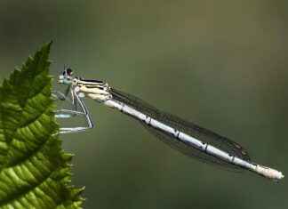 Eti Maden Memur Alım İlanları ve Memur Alım Şartları Eti Maden Memur Alım İlanları ve Memur Alım Şartları