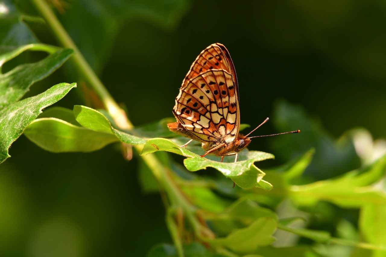 Garson Alım İlanları ve Şartları 1 Garson Alım İlanlarının Önemi