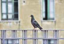 Gelir İdaresi Başkanlığı Memur Alım İlanları ve Memur Alım Şartları Gelir İdaresi Başkanlığı Memur Alım İlanları ve Memur Alım Şartları