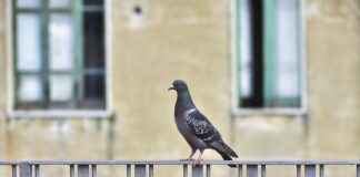 Gelir İdaresi Başkanlığı Memur Alım İlanları ve Memur Alım Şartları Gelir İdaresi Başkanlığı Memur Alım İlanları ve Memur Alım Şartları