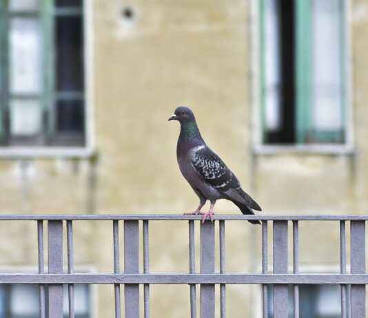 Gelir İdaresi Başkanlığı Memur Alım İlanları ve Memur Alım Şartları Gelir İdaresi Başkanlığı Memur Alım İlanları ve Memur Alım Şartları