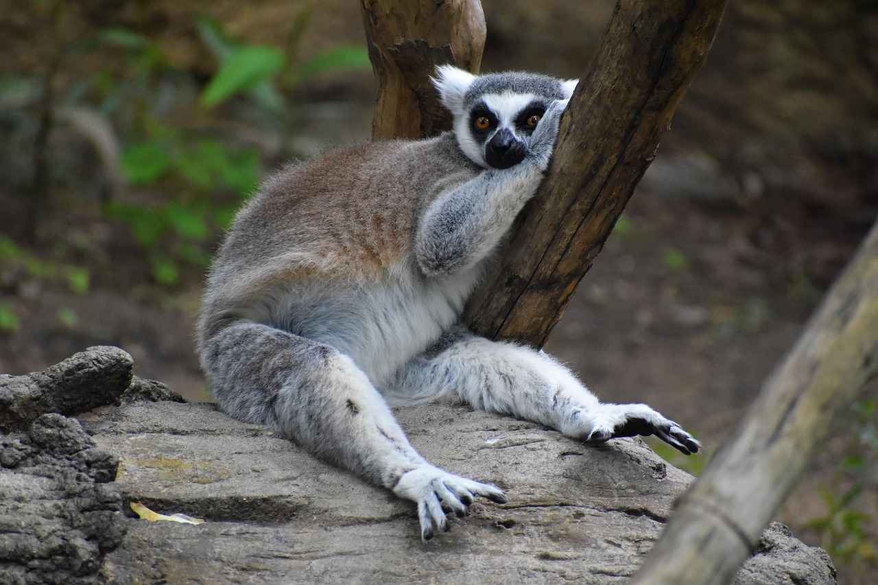 Hac Fiyatları 2024 İçin En Avantajlı Seçenekler 3 Hac Organizasyonları ve Fiyatları