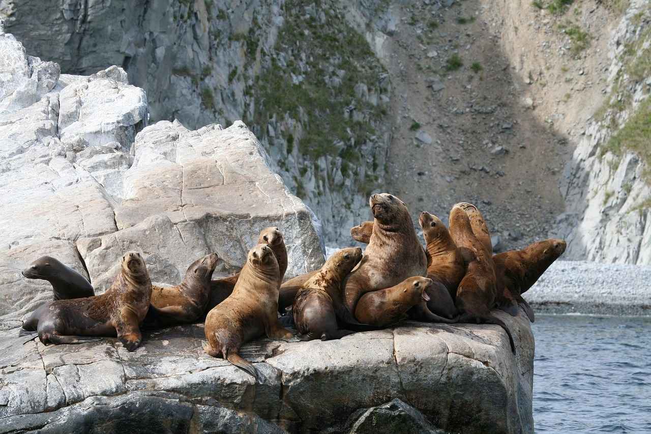 Güncel Harem Altın 22 Ayar Bilezik Gram Fiyatı