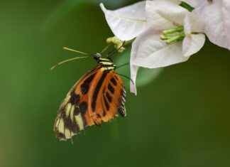 Harita Mühendisi Alım İlanları ve Şartları Harita Mühendisi Alım İlanları ve Şartları