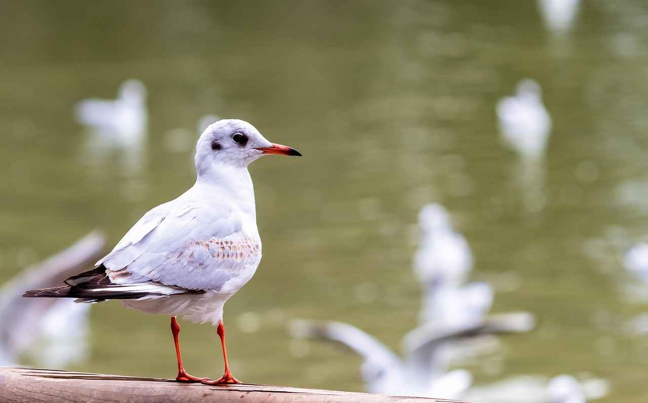 Hukuk Bürosu Alım İlanlarında Aranan Temel Nitelikler