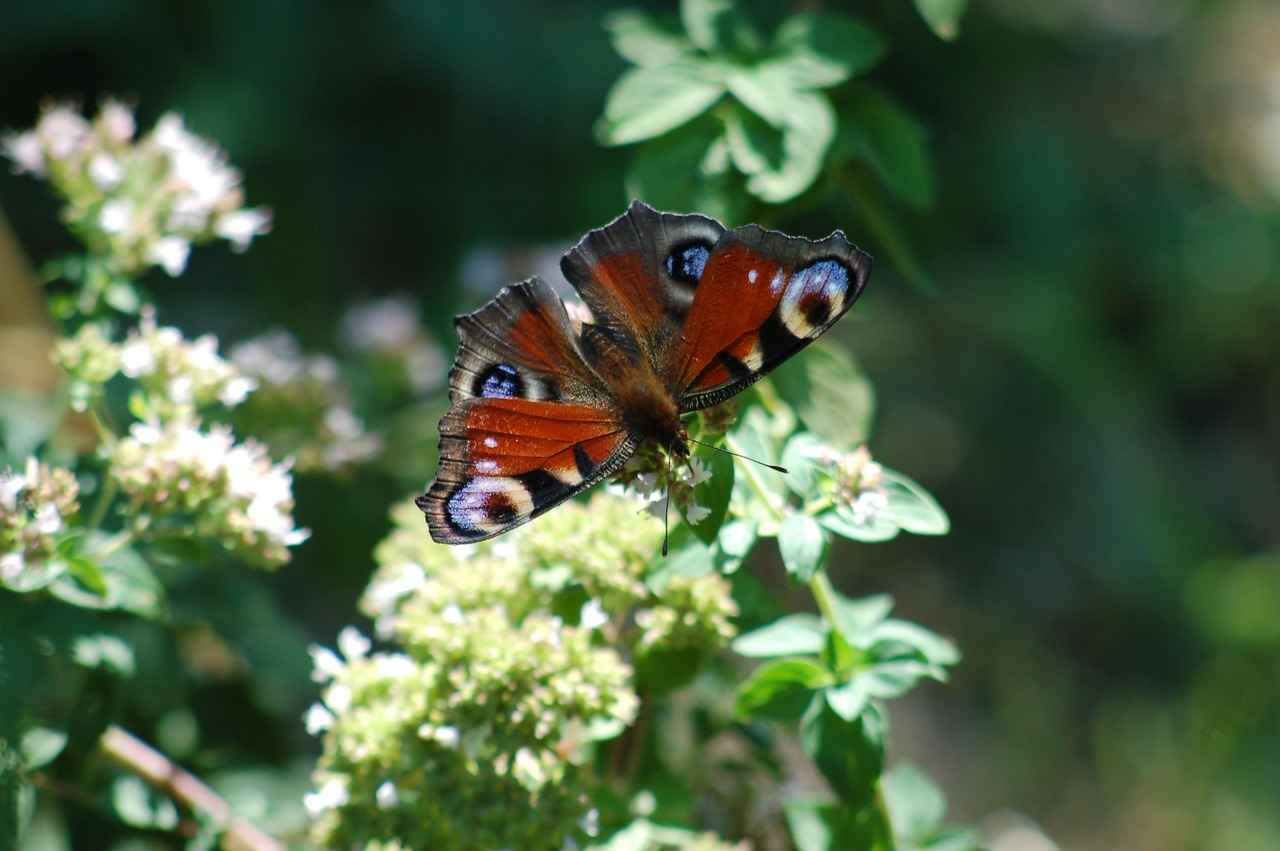 Hukuk Bürosu Alım İlanlarında Sıkça Sorulan Sorular