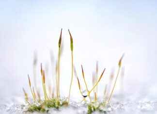 İç Denetçi Alım İlanları ve Şartları İç Denetçi Alım İlanları ve Şartları