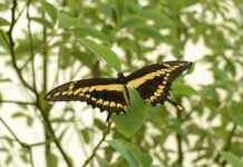 İçişleri Bakanlığı Memur Alım İlanları ve Memur Alım Şartları İçişleri Bakanlığı Memur Alım İlanları ve Memur Alım Şartları