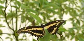 İçişleri Bakanlığı Memur Alım İlanları ve Memur Alım Şartları İçişleri Bakanlığı Memur Alım İlanları ve Memur Alım Şartları