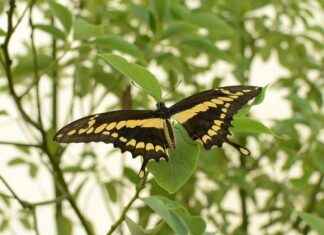 İçişleri Bakanlığı Memur Alım İlanları ve Memur Alım Şartları İçişleri Bakanlığı Memur Alım İlanları ve Memur Alım Şartları