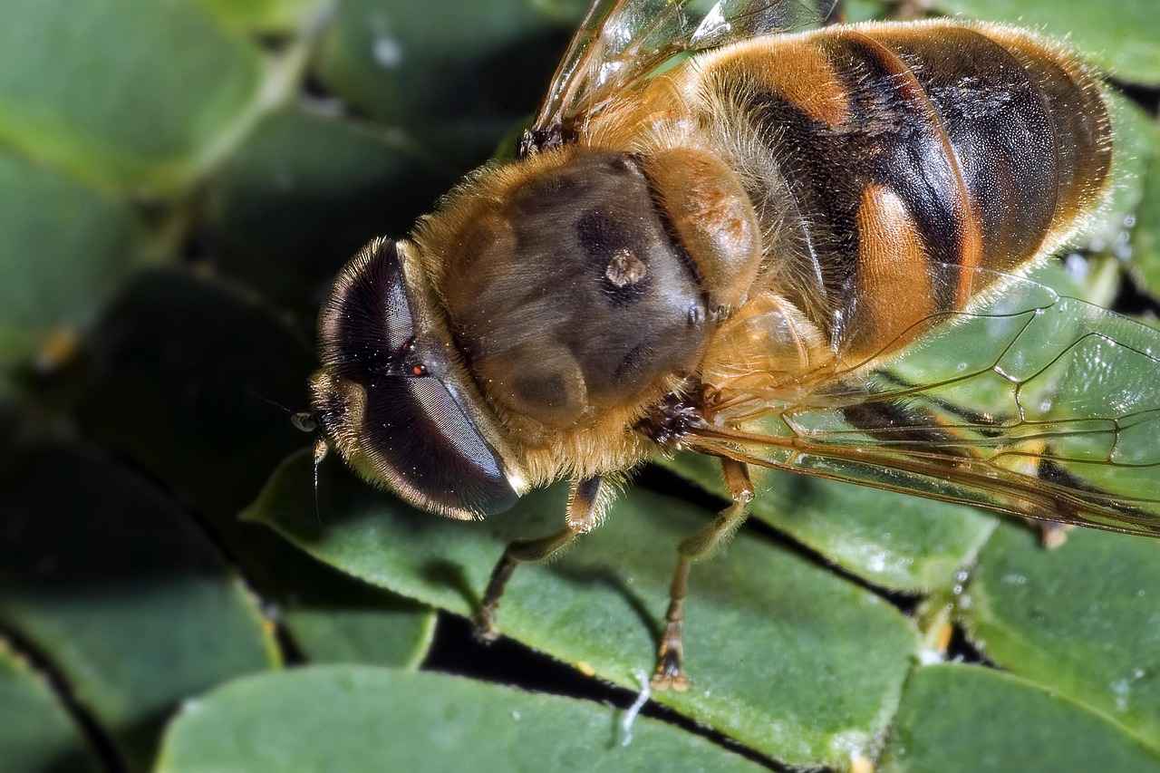 İçki Sektöründe Memur Alım İlanları Nedir?
