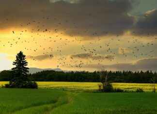 İnfaz Koruma Memuru Alım İlanları ve Şartları İnfaz Koruma Memuru Alım İlanları ve Şartları