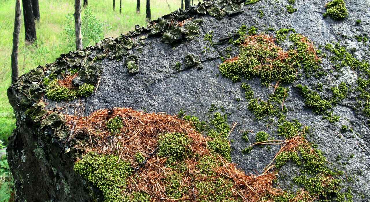 İnfaz Koruma Memurlarının Görevleri