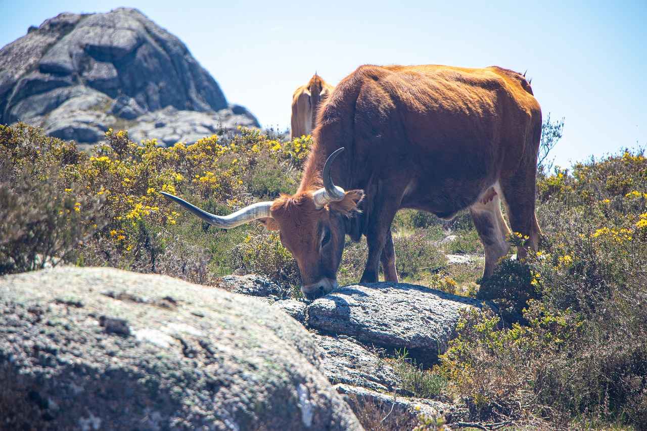 Jako Papağan Fiyatları Hangi Tür Daha Uygun? 4 Jako Papağanı Bakımı
