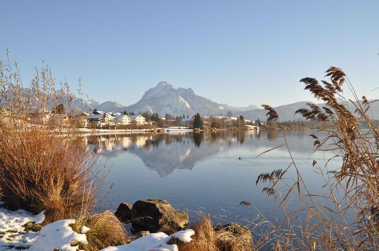 Jako Papağan Fiyatları Hangi Tür Daha Uygun? 2 Jako Papağanı Türleri