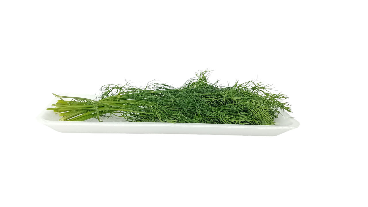 Japonca Tercüman Nedir?