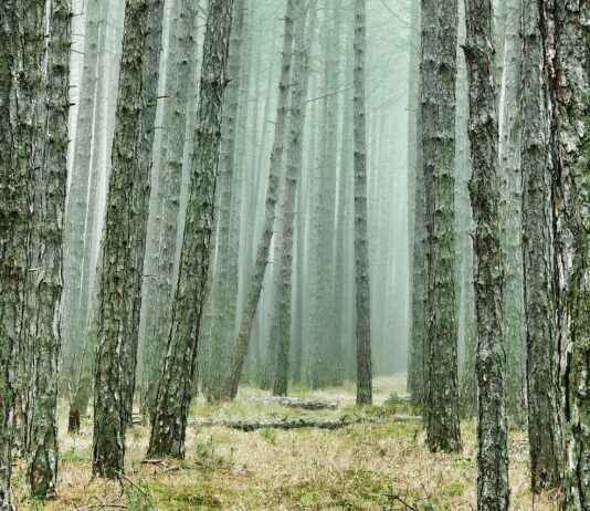 Jeep Fiyat Listesi ile Maceraya Hangi Modelle Çıkmalı? Jeep Fiyat Listesi ile Maceraya Hangi Modelle Çıkmalı?