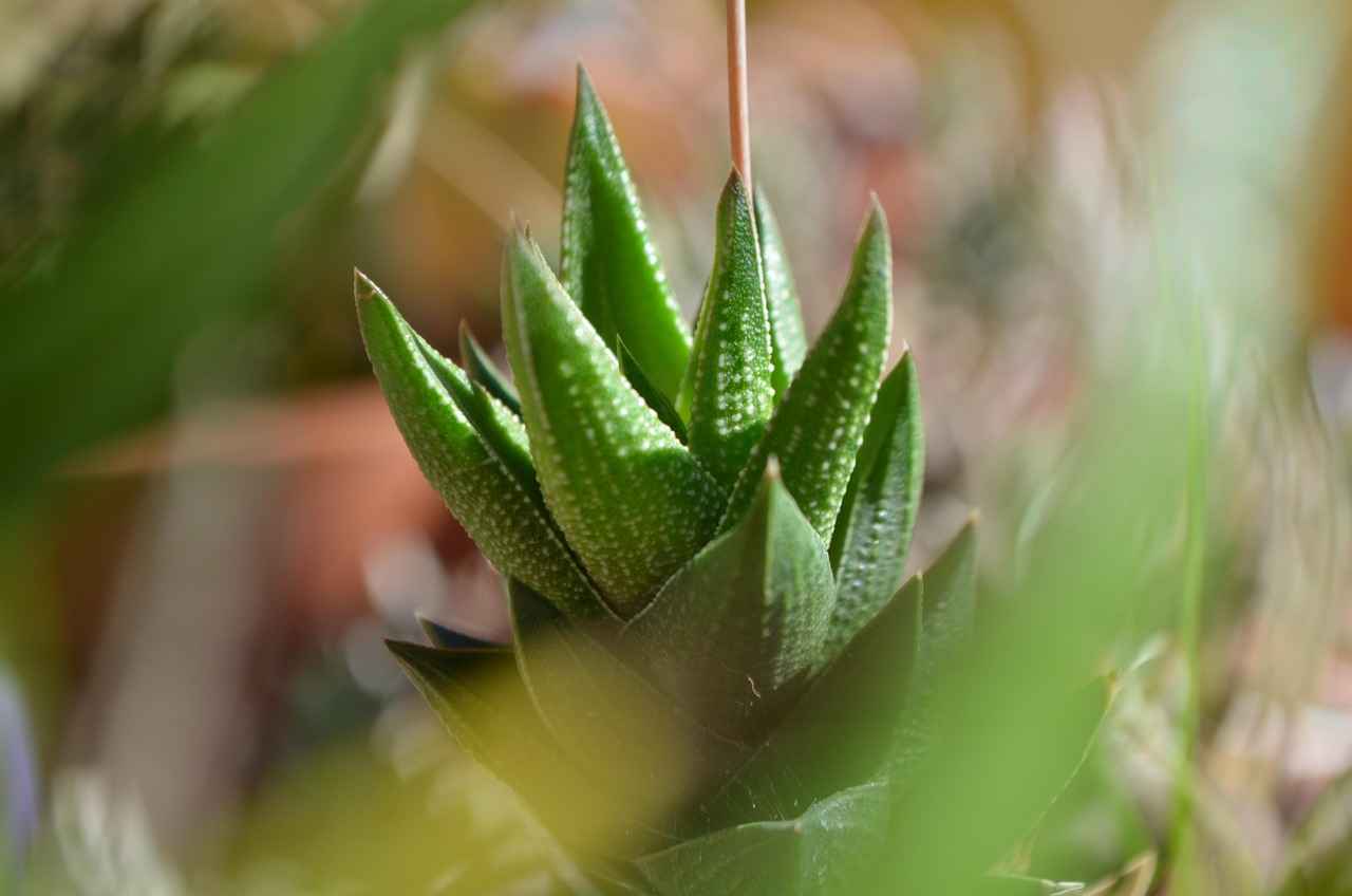 Jinekolog Alım İlanlarında Aranan Nitelikler
