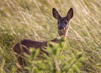 Konteyner Ev Fiyatları ile Ekonomik ve Pratik Yaşam Alanları Konteyner Ev Fiyatları ile Ekonomik ve Pratik Yaşam Alanları