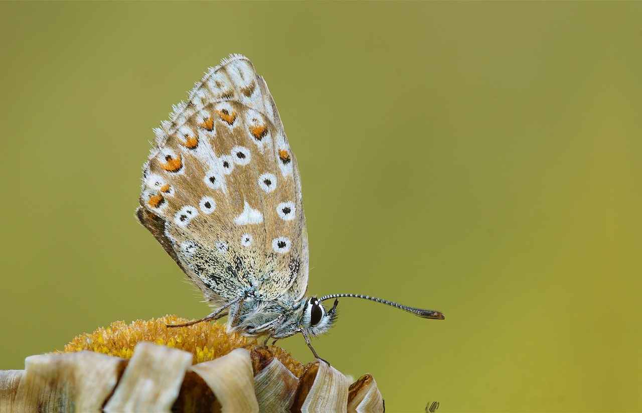 Kreş Öğretmeni Alımında Mülakat Süreci