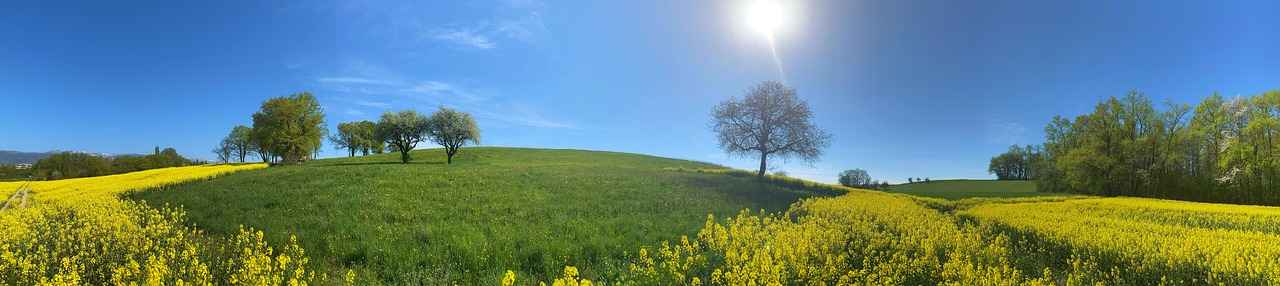 Kültür ve Sanat Danışmanı Alım Şartları Nelerdir?