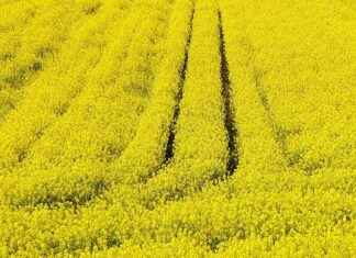 Kültür ve Turizm Bakanlığı Memur Alım İlanları ve Memur Alım Şartları Kültür ve Turizm Bakanlığı Memur Alım İlanları ve Memur Alım Şartları