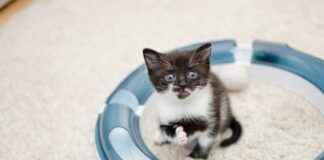 Kültürel Miras Uzmanı Alım İlanları ve Şartları Kültürel Miras Uzmanı Alım İlanları ve Şartları