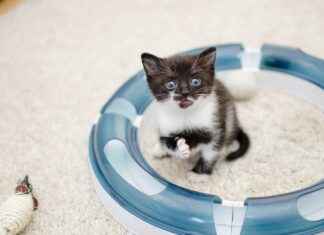 Kültürel Miras Uzmanı Alım İlanları ve Şartları Kültürel Miras Uzmanı Alım İlanları ve Şartları