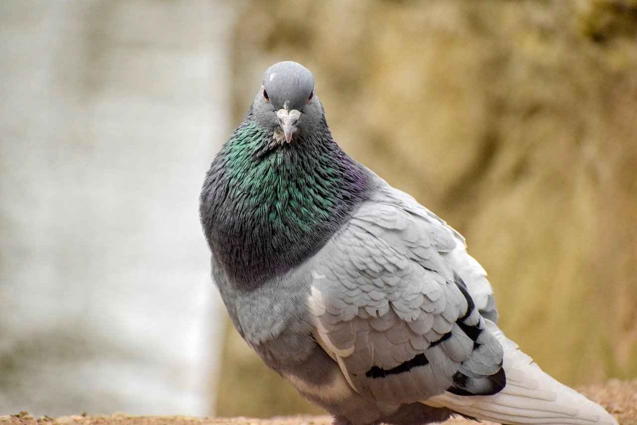 Kültürel Miras Uzmanı Nedir?