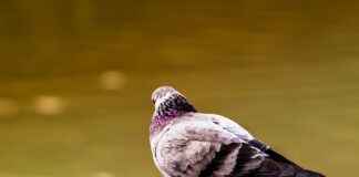 Makine Mühendisi Alım İlanları ve Şartları Makine Mühendisi Alım İlanları ve Şartları