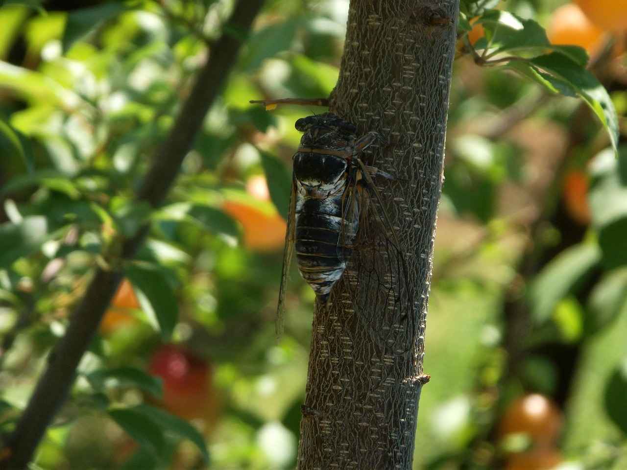 Malatya Altın Fiyatları Bugün Ne Durumda? 1 Malatya'da Altın Fiyatları Nedir?
