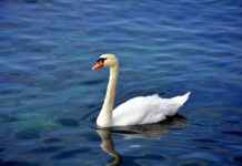 Memur Kadrosu Alım İlanları ve Şartları Memur Kadrosu Alım İlanları ve Şartları