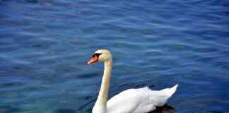 Memur Kadrosu Alım İlanları ve Şartları Memur Kadrosu Alım İlanları ve Şartları