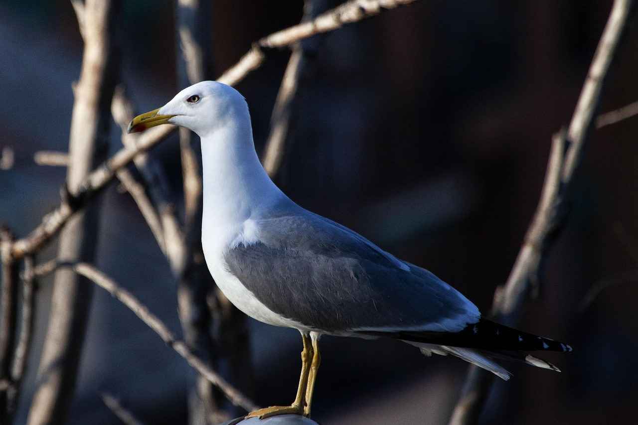 Mübaşir Memur Olmanın Zorlukları