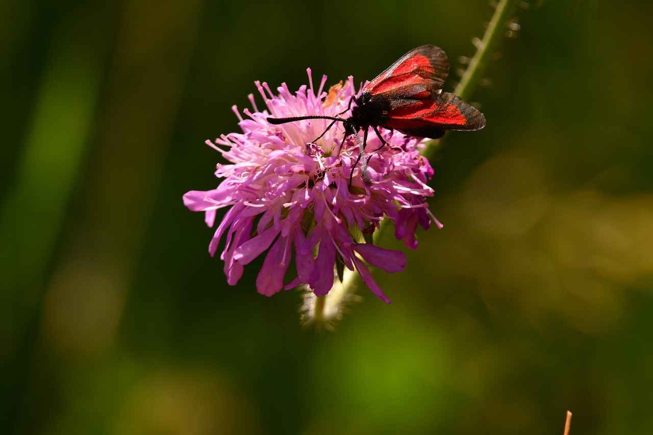Müdür Alım İlanlarında Aranan Nitelikler