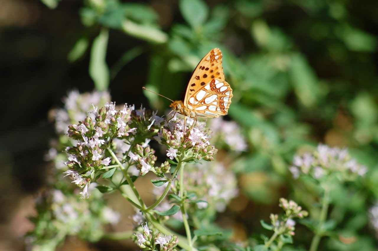 2023 Yılı İçin Muhasebeci Memur Alım İlanları