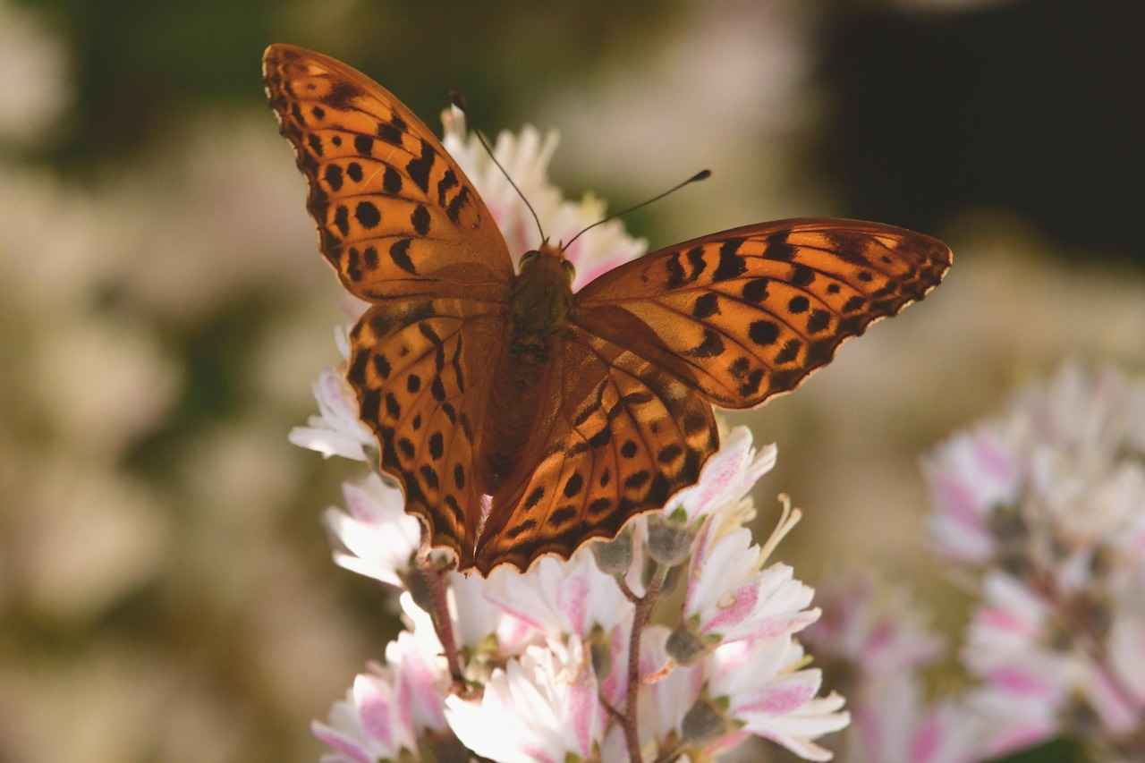 Müzik Öğretmeni Alım İlanları Nerelerde Yayınlanır?