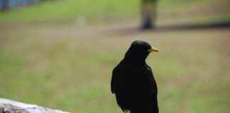 ODTÜ Memur Alım İlanları ve Memur Alım Şartları ODTÜ Memur Alım İlanları ve Memur Alım Şartları