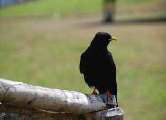 ODTÜ Memur Alım İlanları ve Memur Alım Şartları ODTÜ Memur Alım İlanları ve Memur Alım Şartları