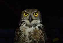 Öğretmen Memur Alım İlanları ve Şartları Öğretmen Memur Alım İlanları ve Şartları