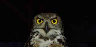 Öğretmen Memur Alım İlanları ve Şartları Öğretmen Memur Alım İlanları ve Şartları