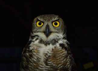 Öğretmen Memur Alım İlanları ve Şartları Öğretmen Memur Alım İlanları ve Şartları