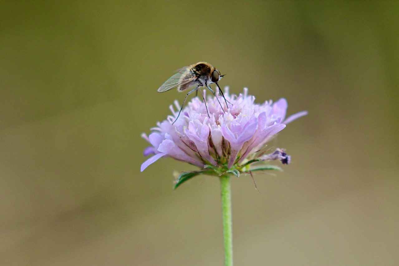 Öğretmen Memur Alım İlanları ve Şartları 1 Öğretmen Memur Alım İlanları Nedir?