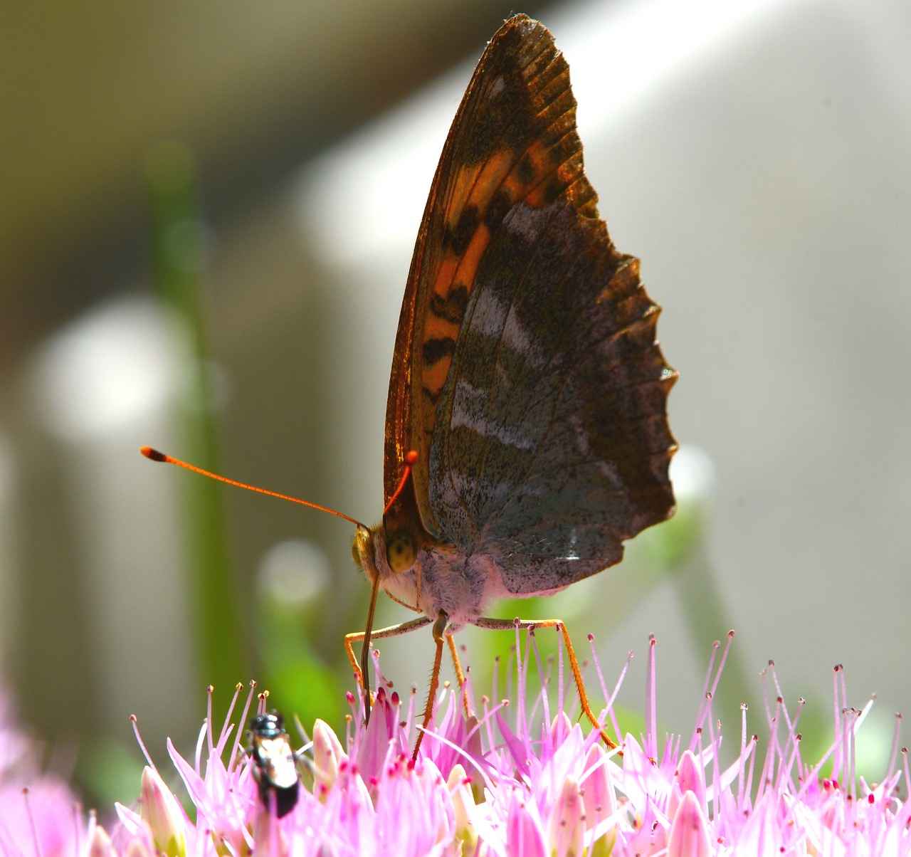 Öğretmen Memur Alım İlanları ve Şartları 6 Öğretmen Alımında Sık Sorulan Sorular