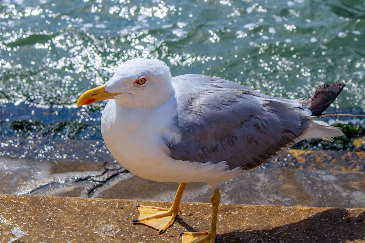 Öğretmen Memur Alım İlanları ve Şartları 7 Öğretmen Alım İlanlarının Takibi