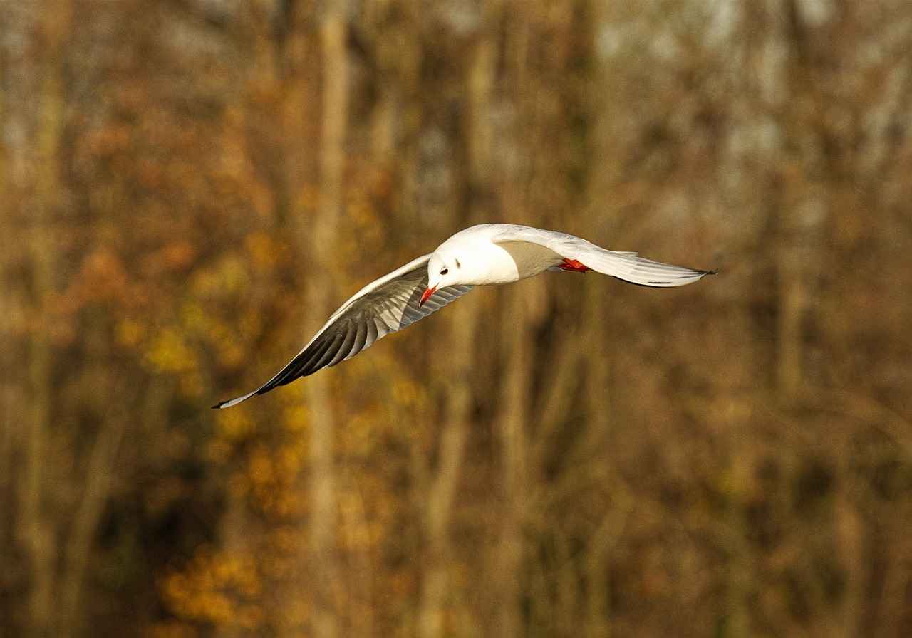Öğretmen Memur Alım İlanları ve Şartları 3 Öğretmen Alımında Aranan Nitelikler