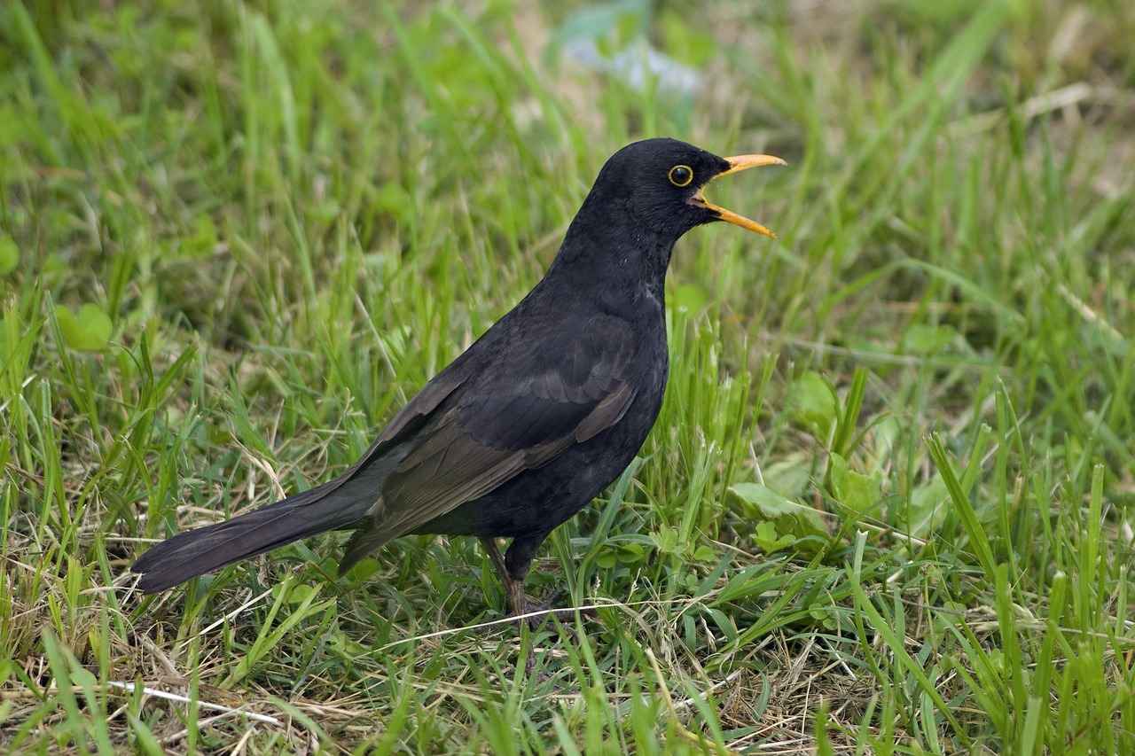 Öğretmen Yardımcısı Alım İlanları ve Şartları 3 Öğretmen Yardımcısı Alım İlanları Nerelerde Yayınlanır?